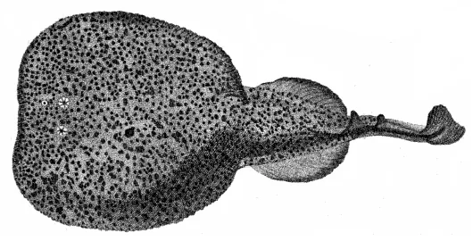 Antoine Risso, torpedine marmorata, dall'Ichthyologie de Nice, 1810.
